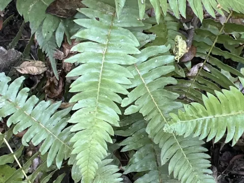 Blechnum