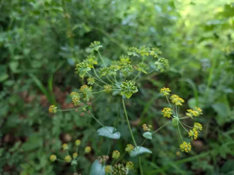 Long-leaved hare's ear