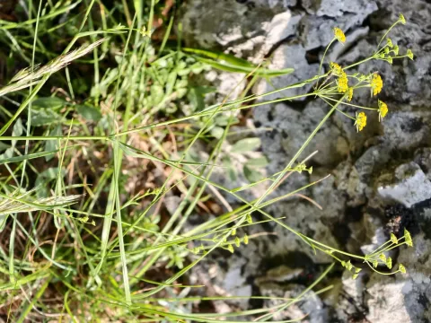 Bupleurum praealtum