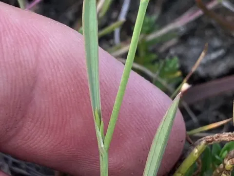 Slender hare's-ear