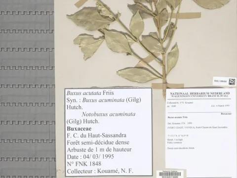 Sharp-leaf boxwood