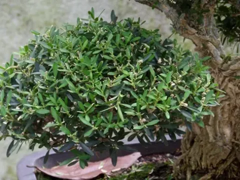 Harland boxwood