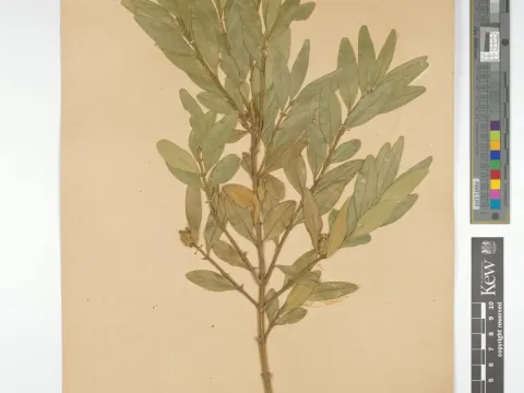 Wallich boxwood