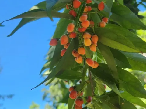 Бунхозія