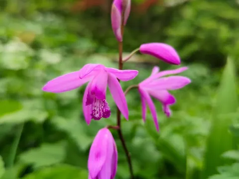 Bletilla