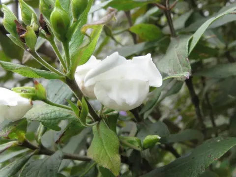 Bowkeria