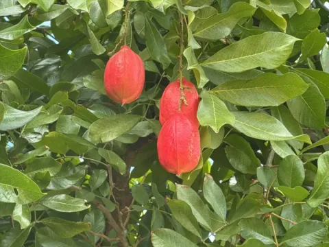 Ackee