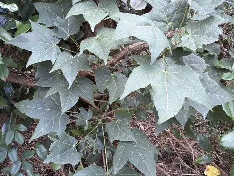 Brachychiton