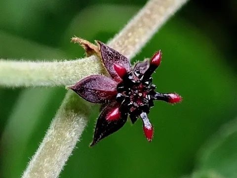 Byttneria