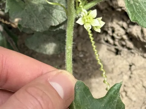 White bryony