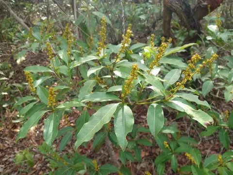 Byrsonima intermedia