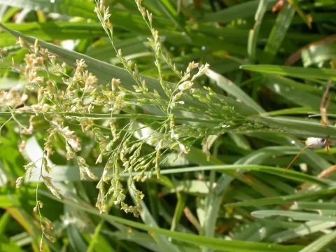 Brookgrass