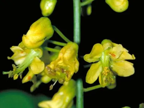 Caesalpinia crista