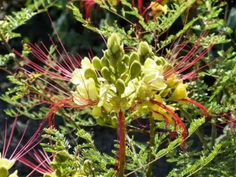 Bird of paradise bush