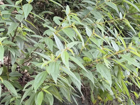 Boehmeria