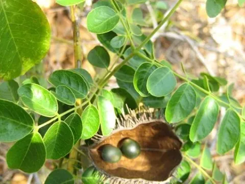 Caesalpinia major