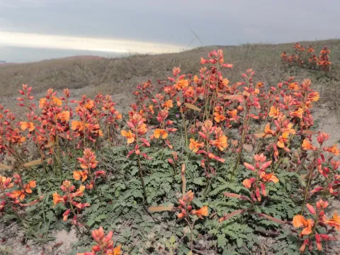 Caesalpinia miranda