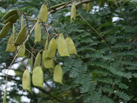 Caesalpinia sappan