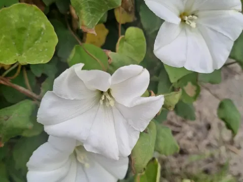 Calystegia tuguriorum