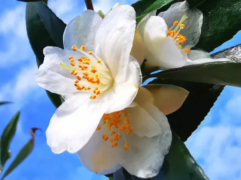 Камелія гострокінцева