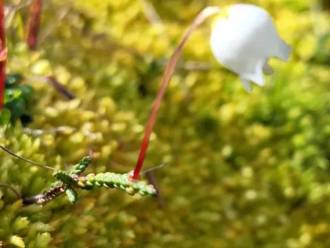 Moss heather