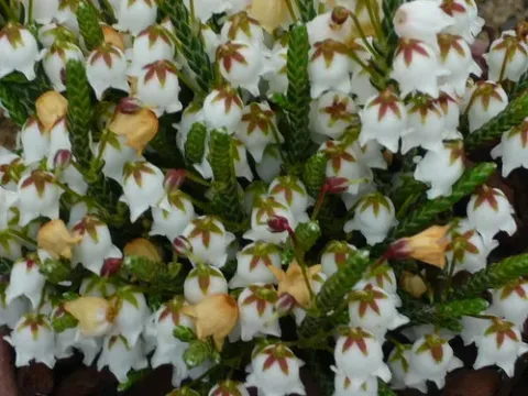 Cassiope wardii