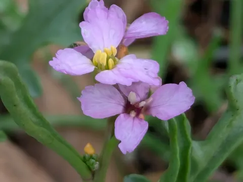 Sea rocket