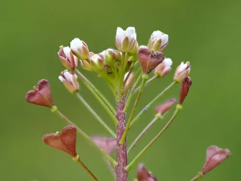 Red shepherd's purse
