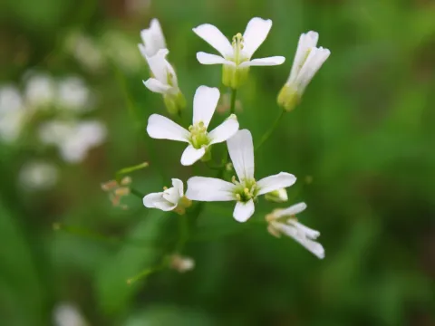 Spring cress