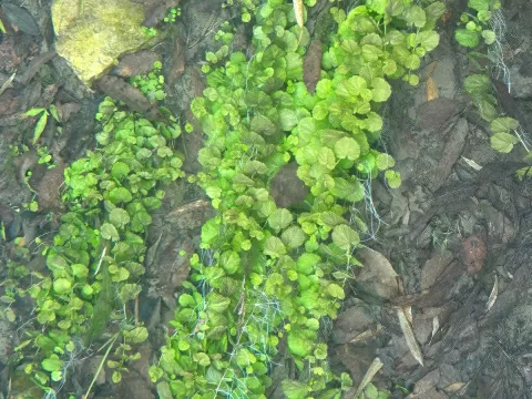 Chinese bittercress