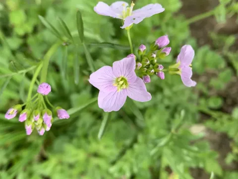 Cuckoo flower