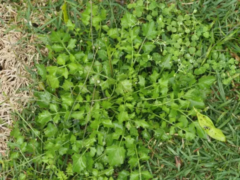 Cardamine sarmentosa