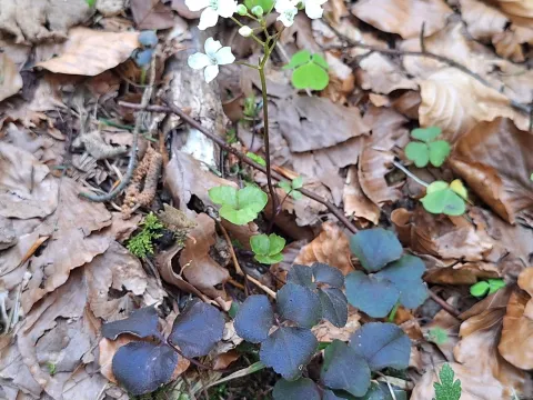 Сердечник трёхлистный