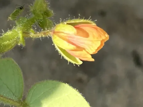 Chamaecrista absus