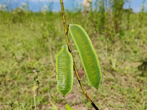 Касія колюча