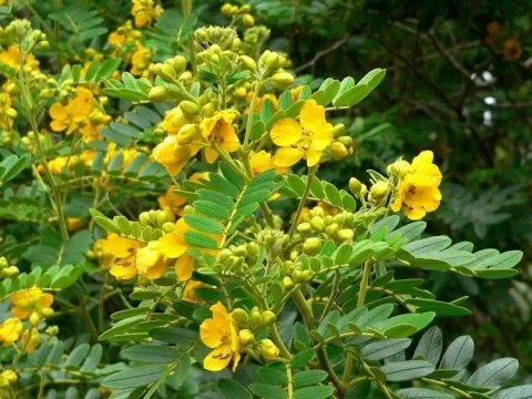 Cassia angustifolia