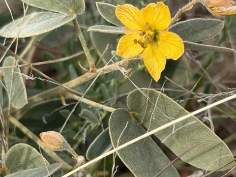 Cassia bauhinioides