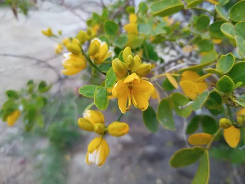 Senna bicapsularis