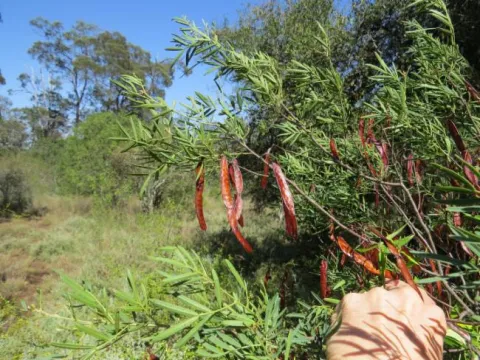 Cassia coronilloides