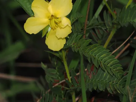 Chamaecrista comosa
