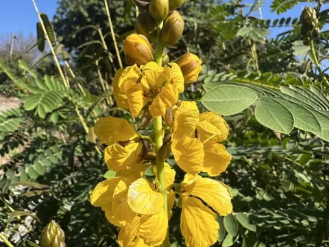 Senna didymobotrya