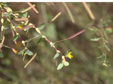 Chamaecrista diphylla