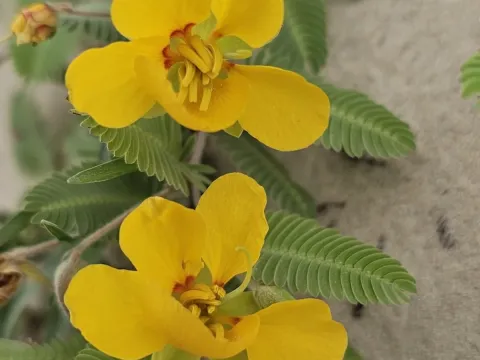 Chamaecrista flexuosa