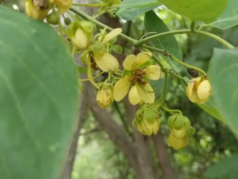Senna fruticosa