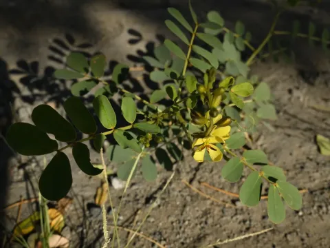 Cassia holosericea