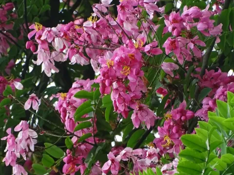 Cassia javanica