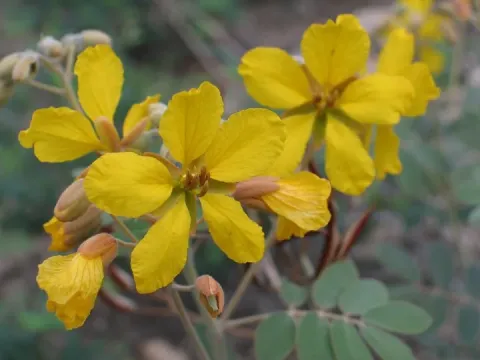 Slender-podded senna