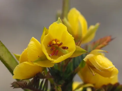 Cassia leschenaultiana