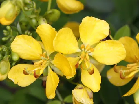 Кассия бирючиннолистная