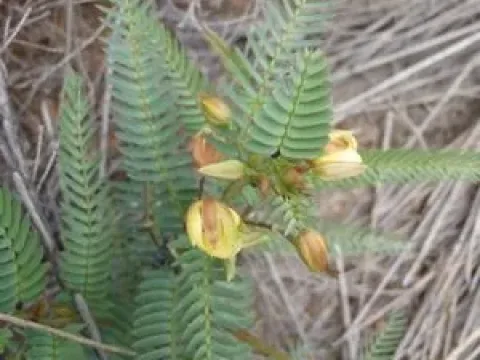 Cassia mimosoides